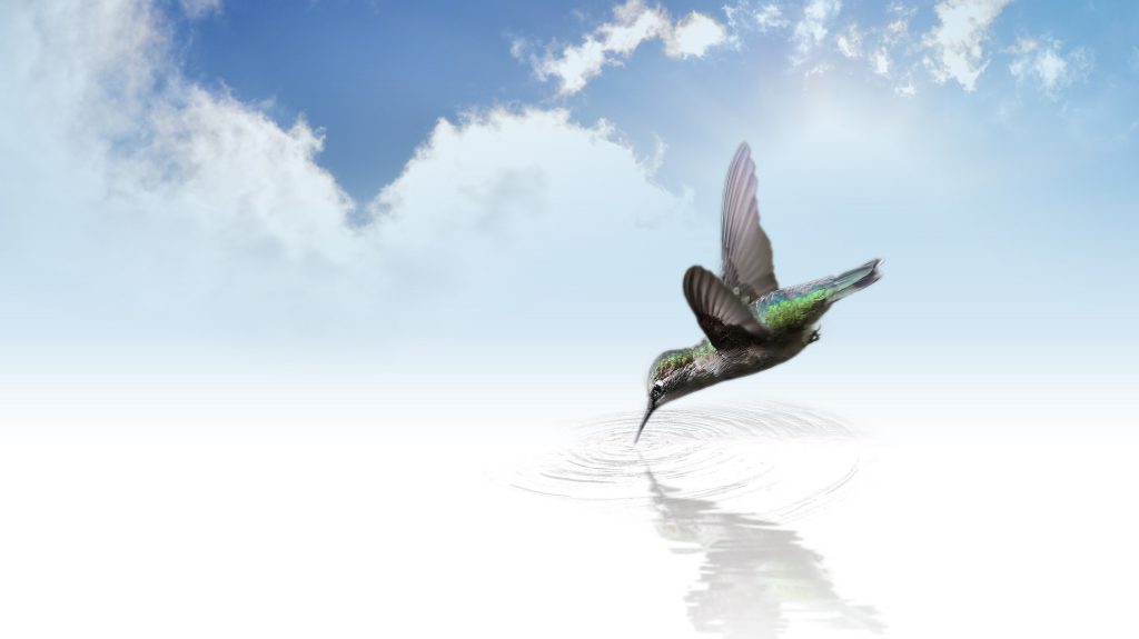 Mimmo il colibrì