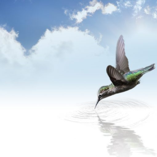 Mimmo il colibrì