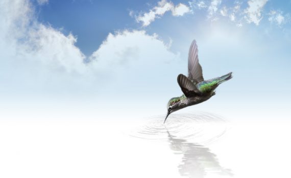 Mimmo il colibrì