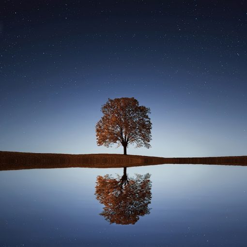 L'albero
