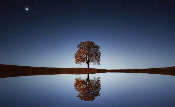 L'albero